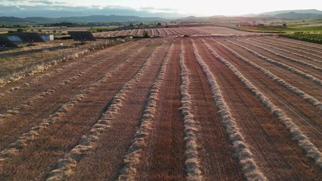 Aerial view over harvested wheat field with straw windrows next to solar panel farm at sunset