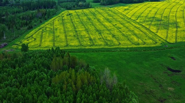 Aerial view of a vibrant yellow rapeseed field with visible tractor tracks bordering a lush green forest in Latvia.