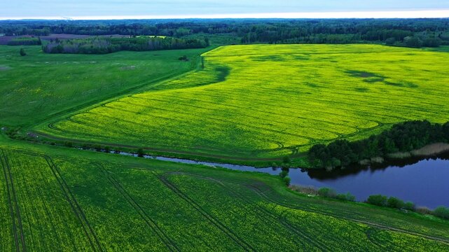 Aerial view of a vibrant yellow rapeseed field bordered by a small river and lush green meadows with a dense forest in the background in Latvia.
