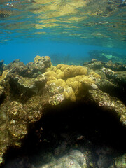 Shallow Coral Reef in the Crystal Clear Caribbean Sea © gustavo
