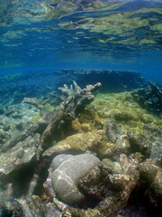 Obraz premium Shallow Coral Reef in the Crystal Clear Caribbean Sea