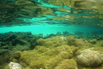 Shallow Coral Reef in the Crystal Clear Caribbean Sea © gustavo