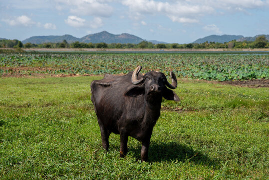 Paisajes del interior del norte de Tailandia, donde se puede ver su naturaleza, su ecosistema, el estilo de vida, templos budistas y fauna. 