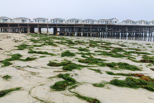 Green seaweed patches covering sand near Crystal Pier hotel cottages on a cloudy day at Pacific Beach in San Diego, California