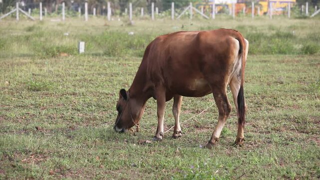 A cow peacefully eating grass on a village farm