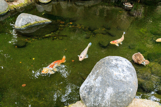 Colorful koi fish swim in a clear green pond near ducks and stones at the Japanese Friendship Garden in San Diego, California