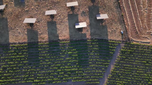 Top down aerial view of solar panels next to green vineyards with long shadows at sunset