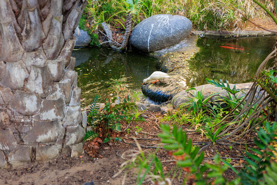 Tropical pond landscape with a white duck by a small waterfall next to a large grey stone