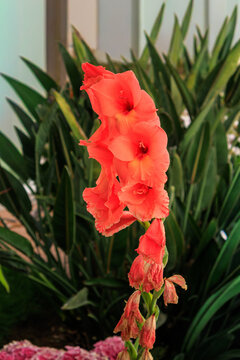 Gladiolus (Gladiolus hybridus) flower spike showcases vibrant coral-orange blooms opening sequentially along a tall stem in a lush garden setting, San Diego, California