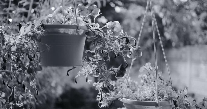 Black and white photo of three hanging planters with trailing flowers. Suspended by strings against a blurred garden background. Vintage film grain style. Peaceful outdoor decor scene.