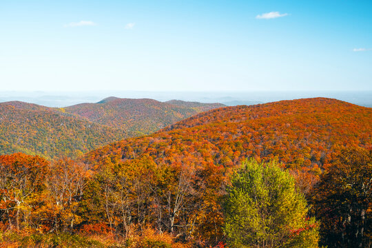 Colorful autumn view of Blue Ridge mountains from Skyline Drive in Shenandoah National Park. Virginia