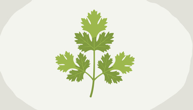 Detailed green coriander or cilantro leaf illustration set against a soft off white circular backdrop for culinary design.