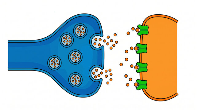 Explanatory diagram of a chemical synapse showing the release of neurotransmitters and their binding to post-synaptic receptors.
