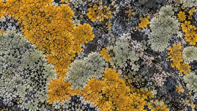 Lichen texture on rock surface in macro detail