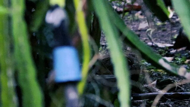 Wild mouse deer camouflaged and foraging on dark forest ground behind foliage