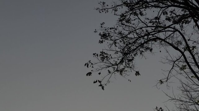 Silhouette of tree