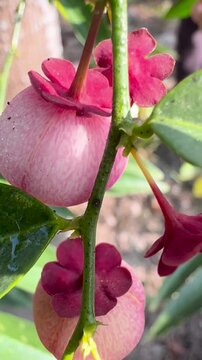 Pink Wax Apple Fruit Growing on Tree