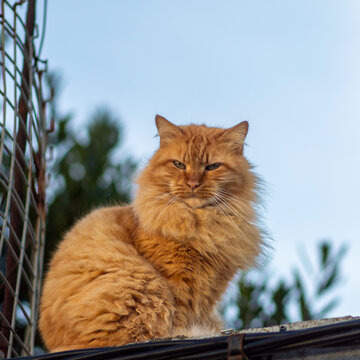 Fluffy ginger cat sitting on a rooftop against blue sky