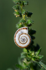 Small striped snail shell on green plant stem macro close up nature background © Elena