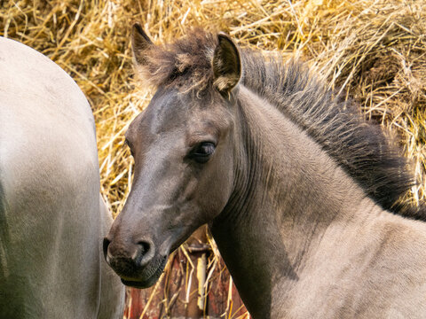 Young konik horse foal standing by mother near hay straw