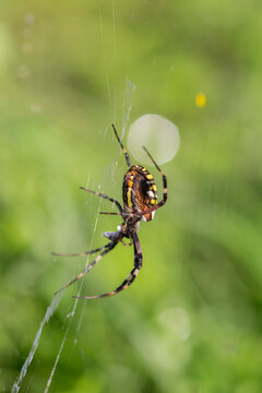 Wasp spider Argiope bruennichi hanging on cobweb macro close up nature background