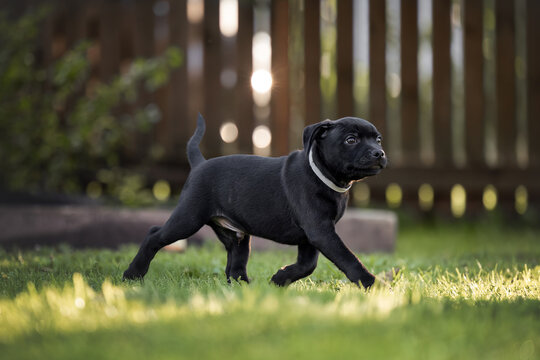 staffordshire bull terrier puppy walking in the garden in summer