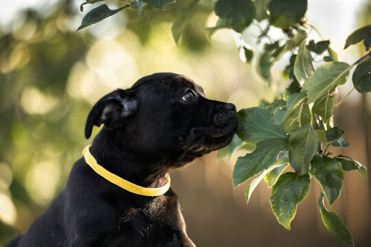 staffordshire bull terrier puppy sniffing apple tree leaves on a branch