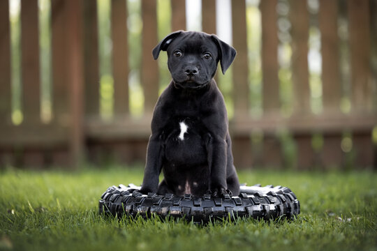 staffordshire bull terrier puppy posing on a wheel tire outoors