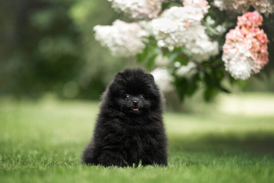 happy black pomeranian spitz puppy posing outdoors in summer