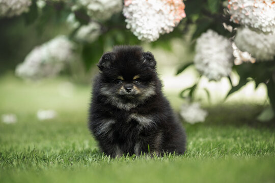 cute black and tan pomeranian spitz puppy sitting on grass in summer