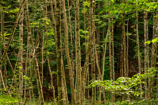 Foresta di faggi