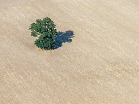 Aerial view of a solitary green tree standing in the middle of a vast, dry, harvested agricultural field in Cheltenham, England, United Kingdom.