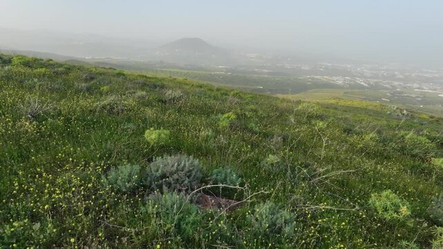 Scenic blooming landscape on the island of Gran Canaria after heavy rain. Verdant hills with yellow wildflowers under a hazy sky with calima