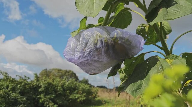 Immature sunflower head covered with a plastic bag to protect the seeds from birds. Ripening process in an agricultural field