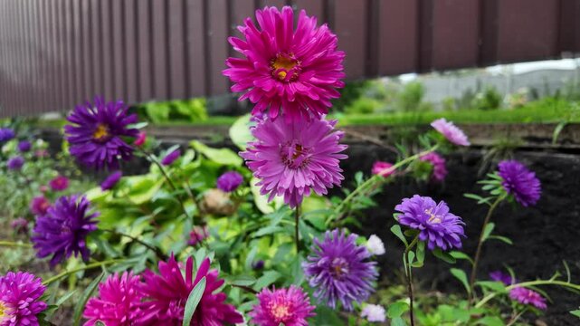 Slow motion video of vibrant purple and pink aster flowers gently swaying in the wind. Growing in a rustic garden bed along a brown fence, they show natural beauty and color in a peaceful yard.