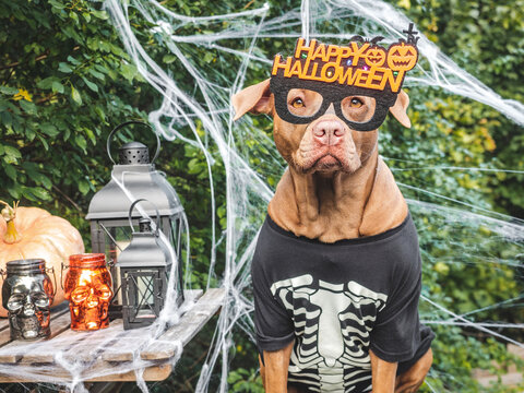 Cute dog in a festive costume sits with Halloween decorations. Black lanterns, skull candles, spider webs and pumpkin. Symbolizes Halloween fun. Ideal for holiday and pet content
