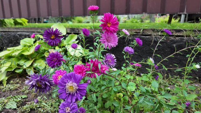 Slow motion video of vibrant purple and pink aster flowers gently swaying in the wind. Growing in a rustic garden bed along a brown fence, they show natural beauty and color in a peaceful yard.