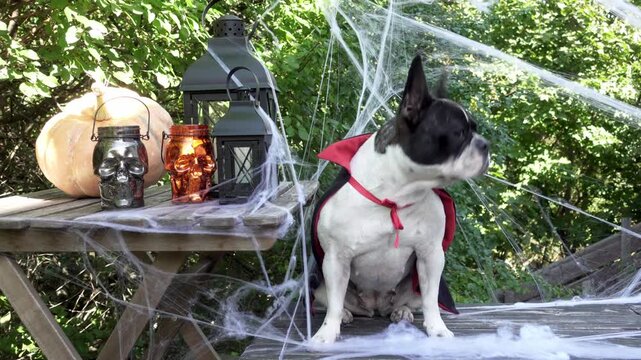 Cute French Bulldog in a festive costume sits with Halloween decorations. Black lanterns, skull candles, spider webs and pumpkin. Symbolizes Halloween fun. Ideal for holiday and pet content