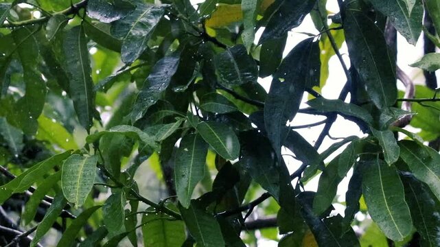 Lush green mango tree leaves dripping with raindrops during monsoon rain closeup