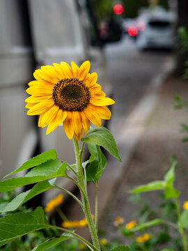 Sonnenblume in der Stadt