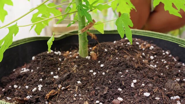Gloved Gardener Tends a Young Papaya Plant in a Fabric Pot, Close View of Perlite Rich Soil Supporting Home Gardening and Sustainable Food Growing