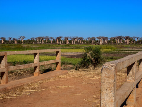 Fony Baobabs (Adansonia rubrostipa) in the distance beyond rice paddies, Southwest Madagascar