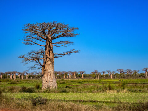 Fony Baobab (Adansonia rubrostipa) and rice paddies, Southwest Madagascar