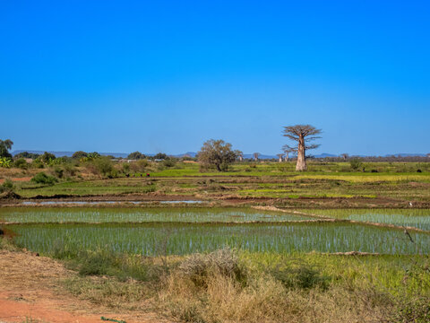 Fony Baobab (Adansonia rubrostipa) behind rice paddies, Southwest Madagascar