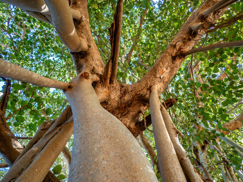 View into the Canopy of a Banyan Tree (Ficus madagascariensis) in Southwest Madagascar
