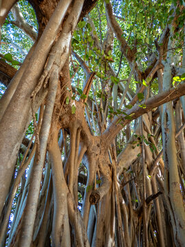 View into the Canopy of a Banyan Tree (Ficus madagascariensis) in Southwest Madagascar