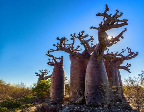 Baobab Trees (Adansonia grandidieri) in the Mikea Forest of Southwest Madagascar