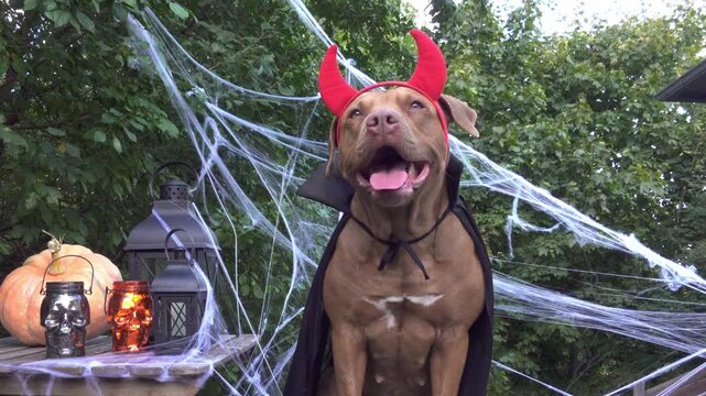 Cute dog in a festive costume sits with Halloween decorations. Black lanterns, skull candles, spider webs and pumpkin. Symbolizes Halloween fun. Ideal for holiday and pet content