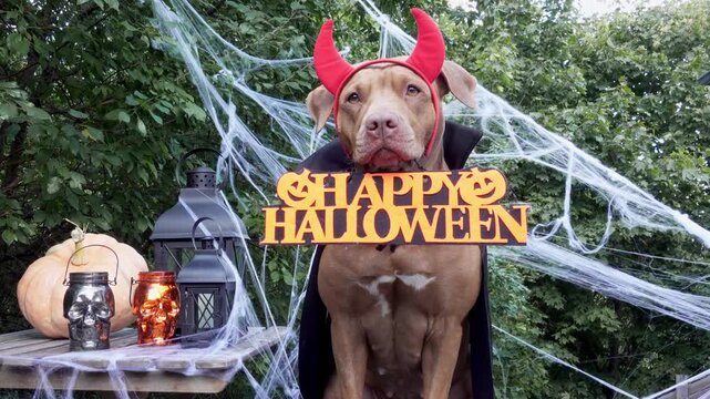 Cute American Pitbull in a festive costume sits with Halloween decorations. Black lanterns, skull candles, spider webs and pumpkin. Symbolizes Halloween fun. Ideal for holiday and pet content