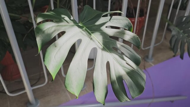 Beautiful Monstera deliciosa leaf gently swaying in the wind. Sunlight and shadows are dancing on its surface creating a serene scene
